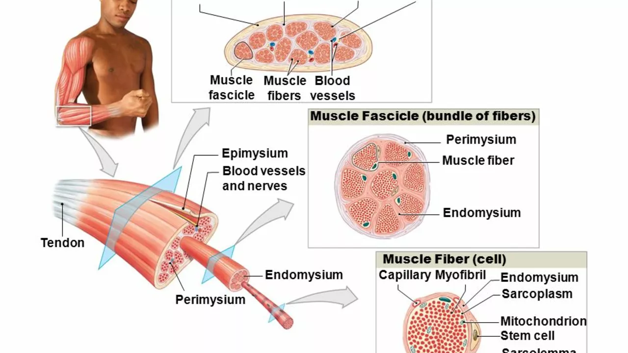 The Importance of Regular Checkups for Individuals with Skeletal Muscle Conditions